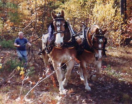 Logging with horses