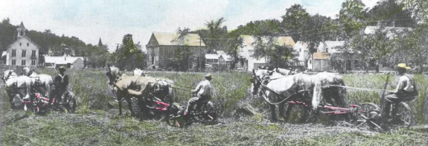 Haying behind town hall