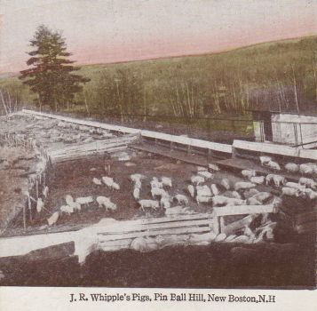 Pigs on Pinball Hill postcard