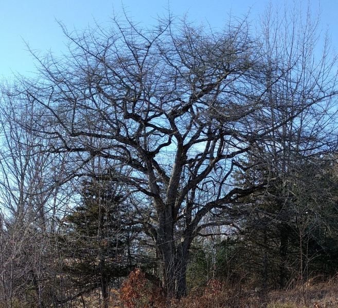 Black Gum tree