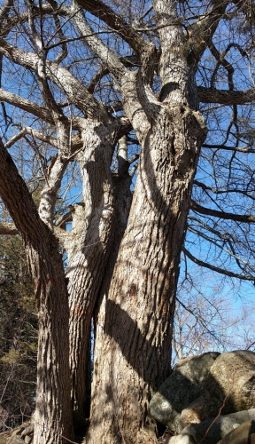 Black Gum tree